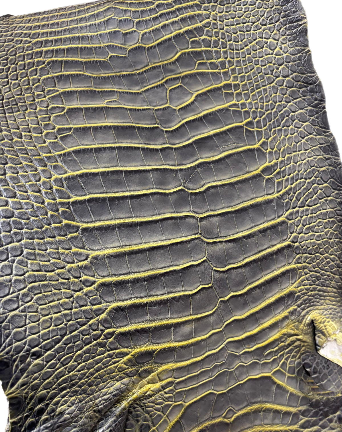 33-37 cm Grade 2/3 Voltage Matte American Alligator Leather | Closeout Deal