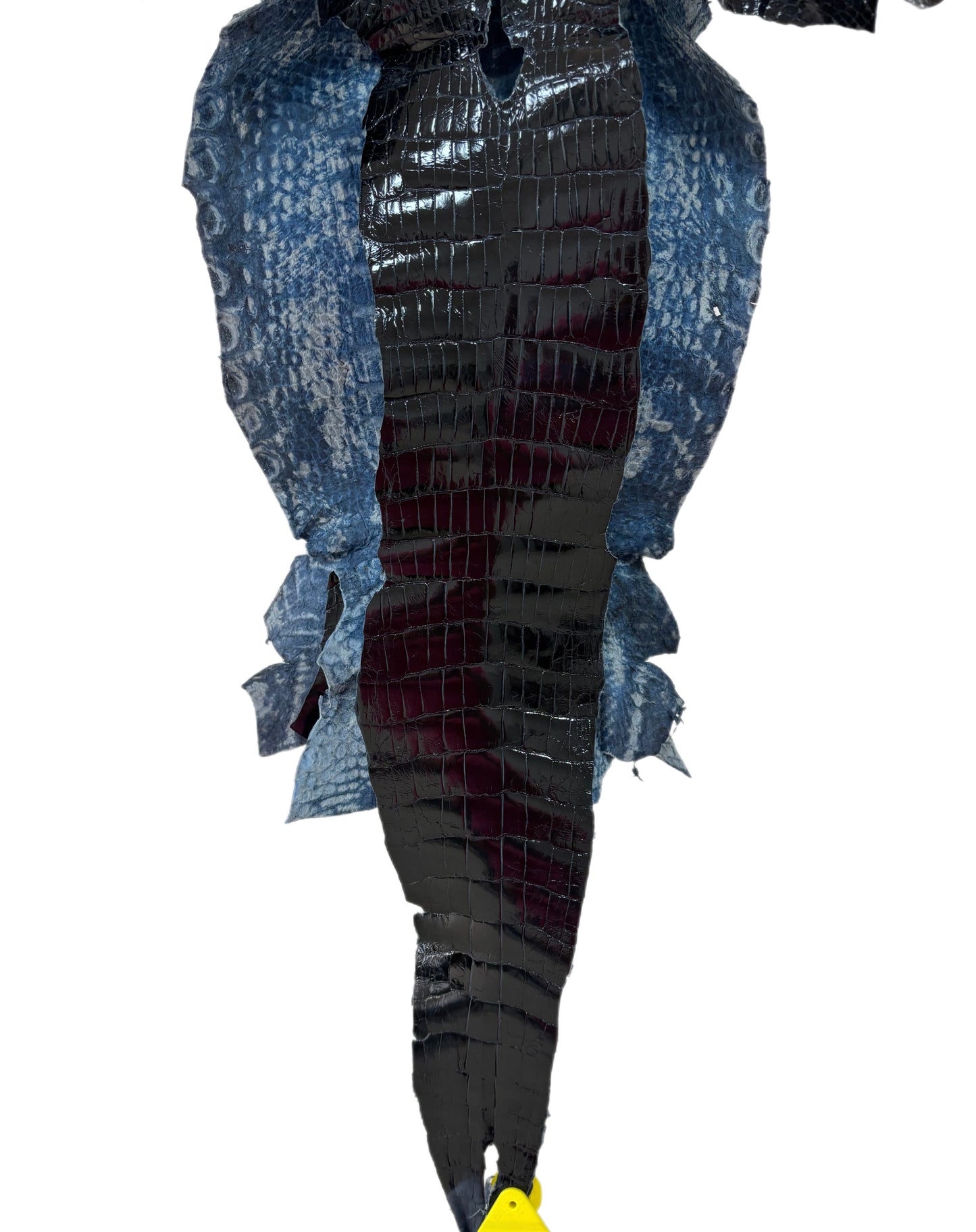 24 cm Grade 2/3 Navy Blue Glazed Wild American Alligator Leather - Tag: LA15-0031909