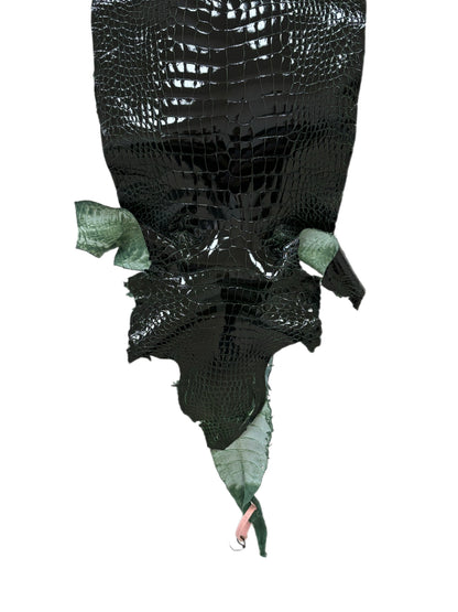 31 cm Grade 1/2 Forest Green Glazed Wild American Alligator Leather - Tag: LA18-0037337