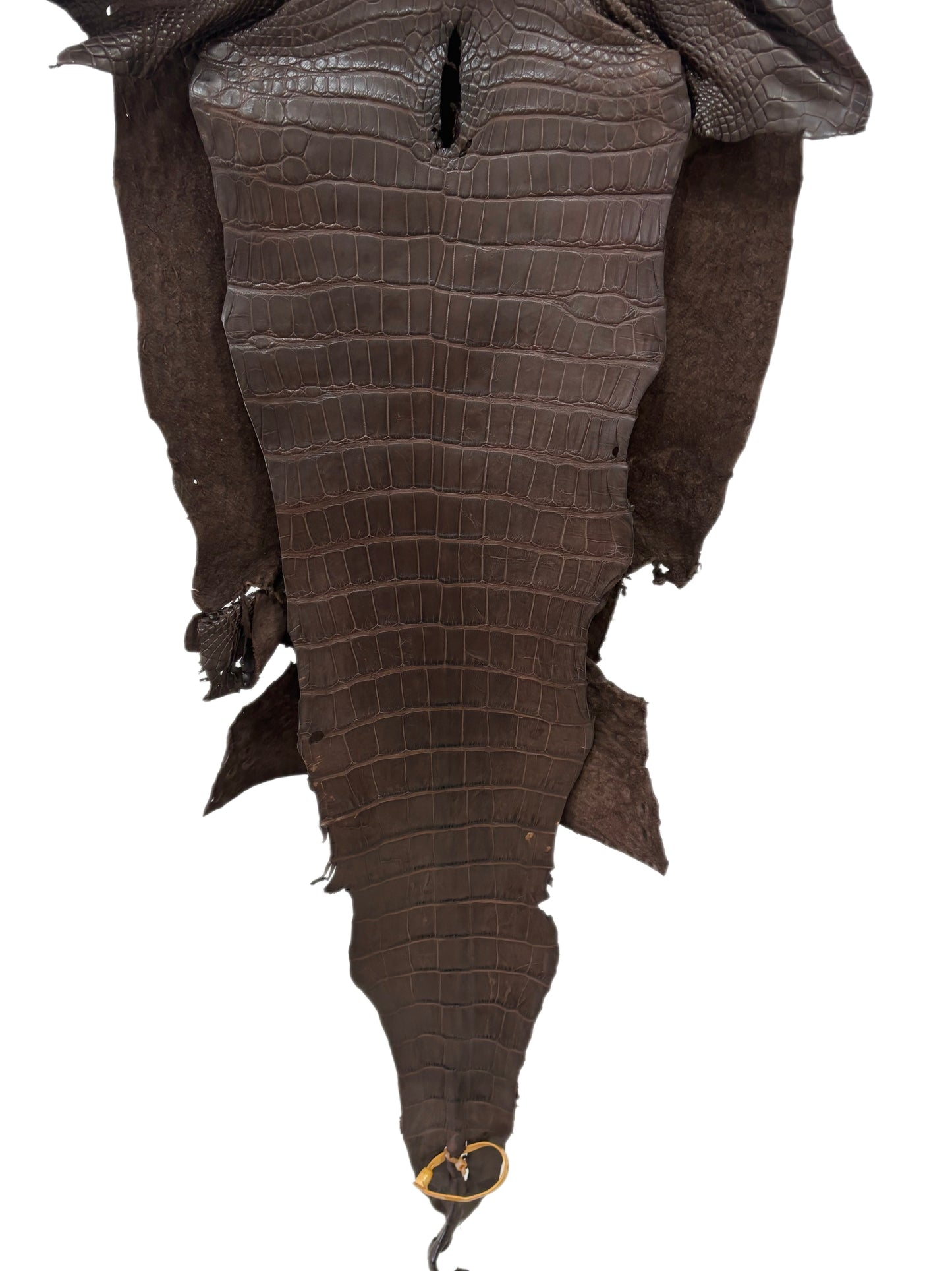 42 cm Grade 3/4 Chocolate Matte Wild American Alligator Leather - Tag: LA23-0029249