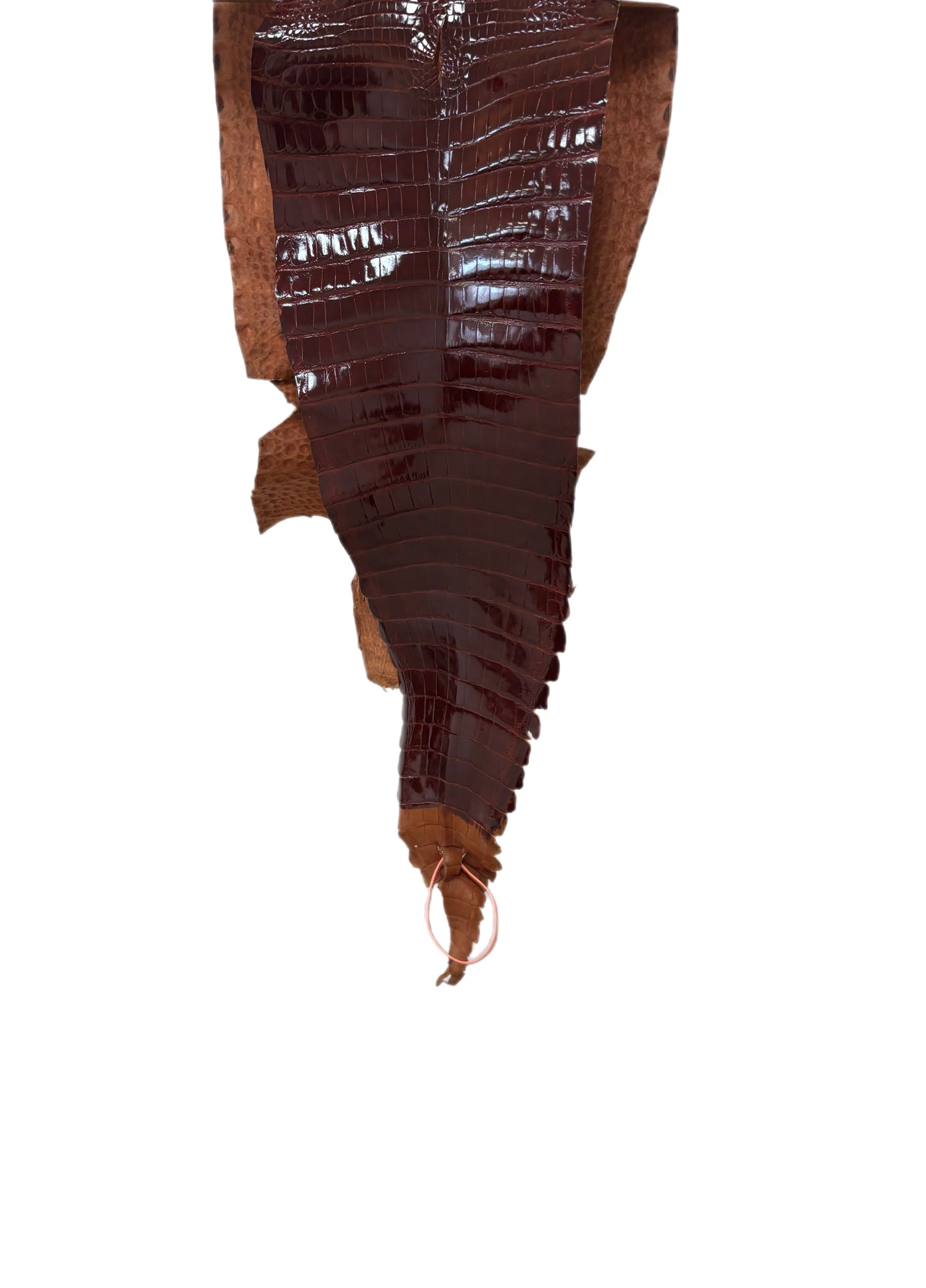 25 cm Grade 2/3 Peanut Glazed Farm-Raised American Alligator Leather - Tag: FL21-0024729
