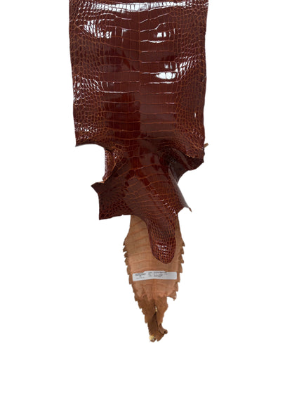 23 cm Grade 2/3 Peanut Glazed Wild American Alligator Leather - Tag: FL09-0027849