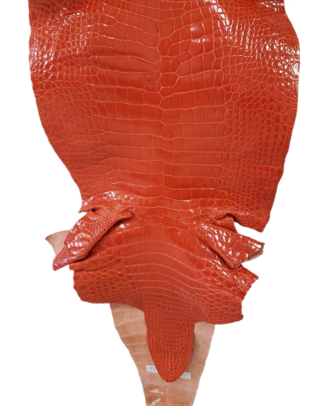43 cm Grade 2/3 Mandarina Glazed Farm-Raised American Alligator Leather - Tag: GA14-0021450