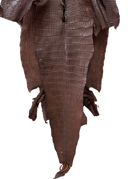 54 cm Grade 3/4 Chocolate Matte Wild American Alligator Leather - Tag: LA24-0023955