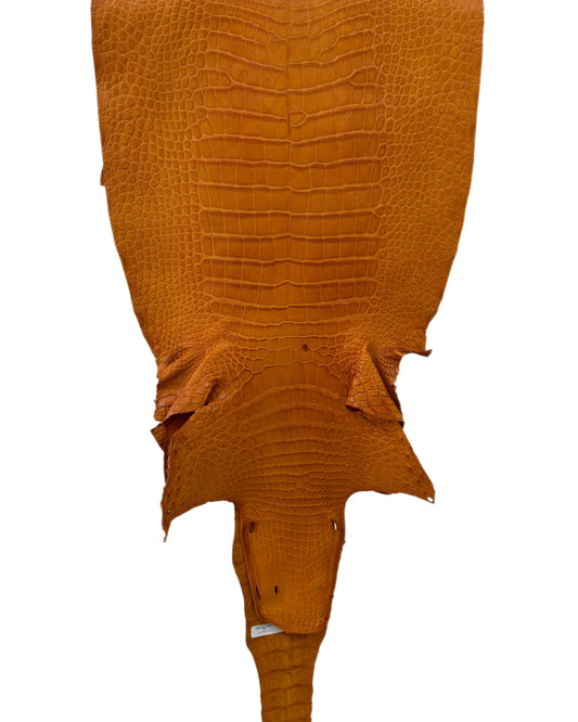 38 cm Grade 3/4 Buttercup Matte Wild American Alligator Leather - Tag: LA23-0022130