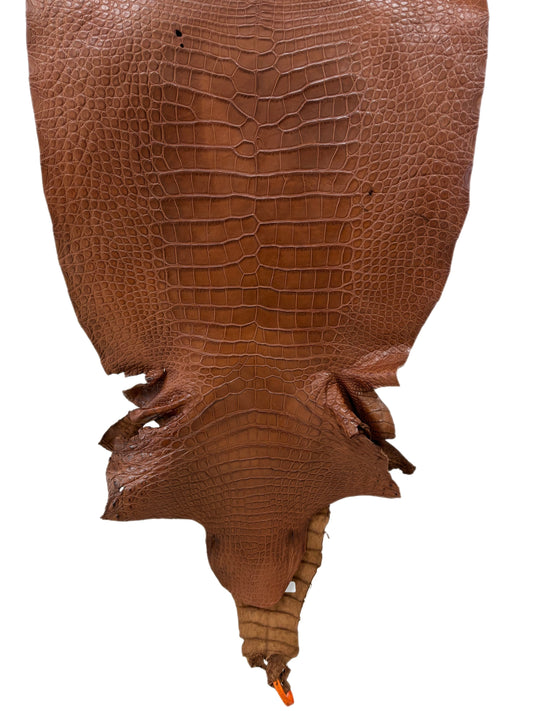 50 cm Grade 3/4  Cigar Matte Wild American Alligator Leather - Tag: LA24-0041850