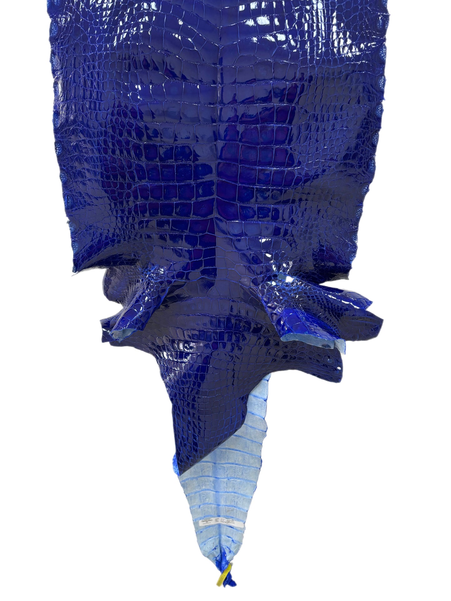 49 cm Grade 3/4 Electric Blue Glazed Wild American Alligator Leather - Tag: FL22-0081344