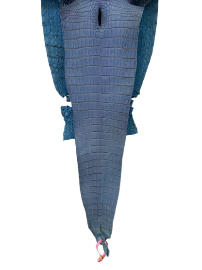 27 cm Grade 2/3 Carolina Blue Matte Farm-Raised American Alligator Leather - Tag: FL21-0025101