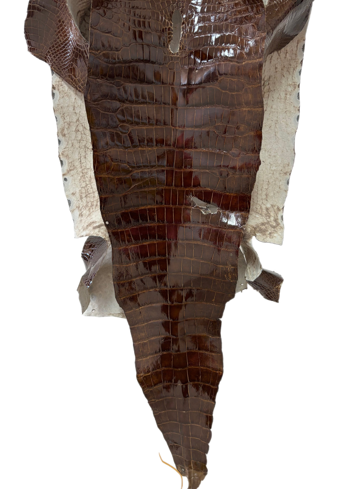 45 cm Grade 4/5 Brown Glazed Wild American Alligator Leather - Tag: LA23-0017567