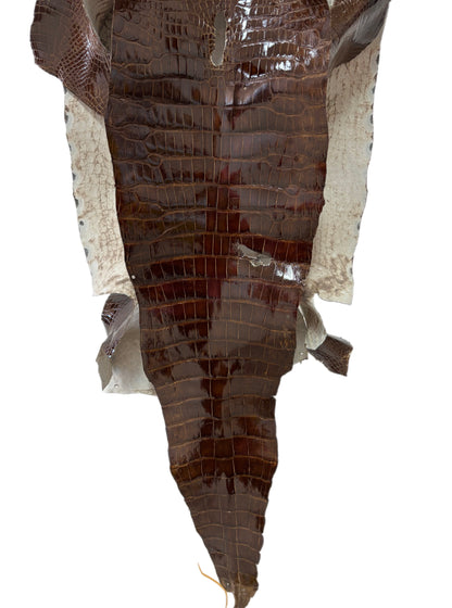 45 cm Grade 4/5 Brown Glazed Wild American Alligator Leather - Tag: LA23-0017567