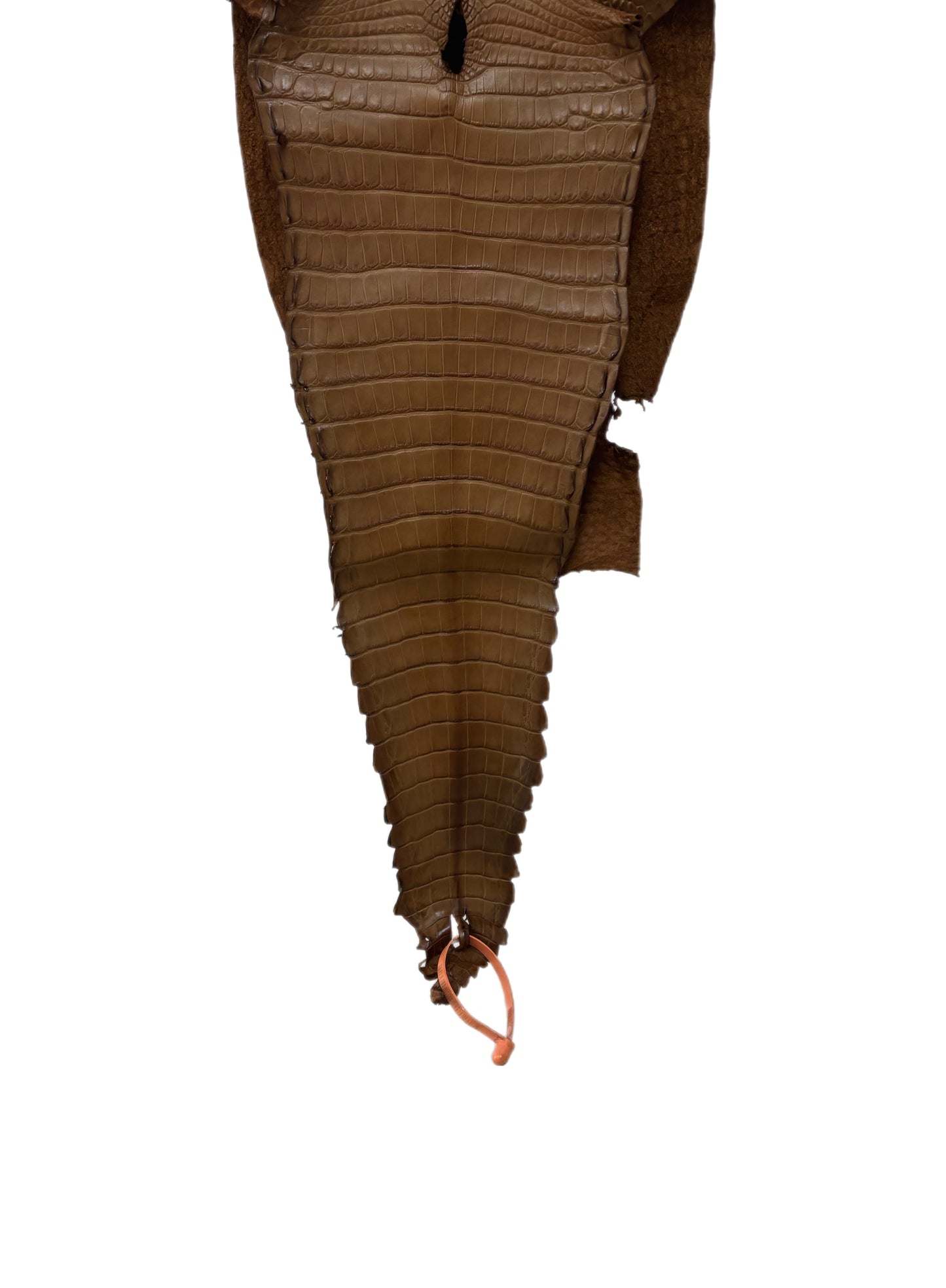 26 cm Grade 1/2 Kango Tabac Matte Farm-Raised American Alligator Leather - Tag: FL21-0024997