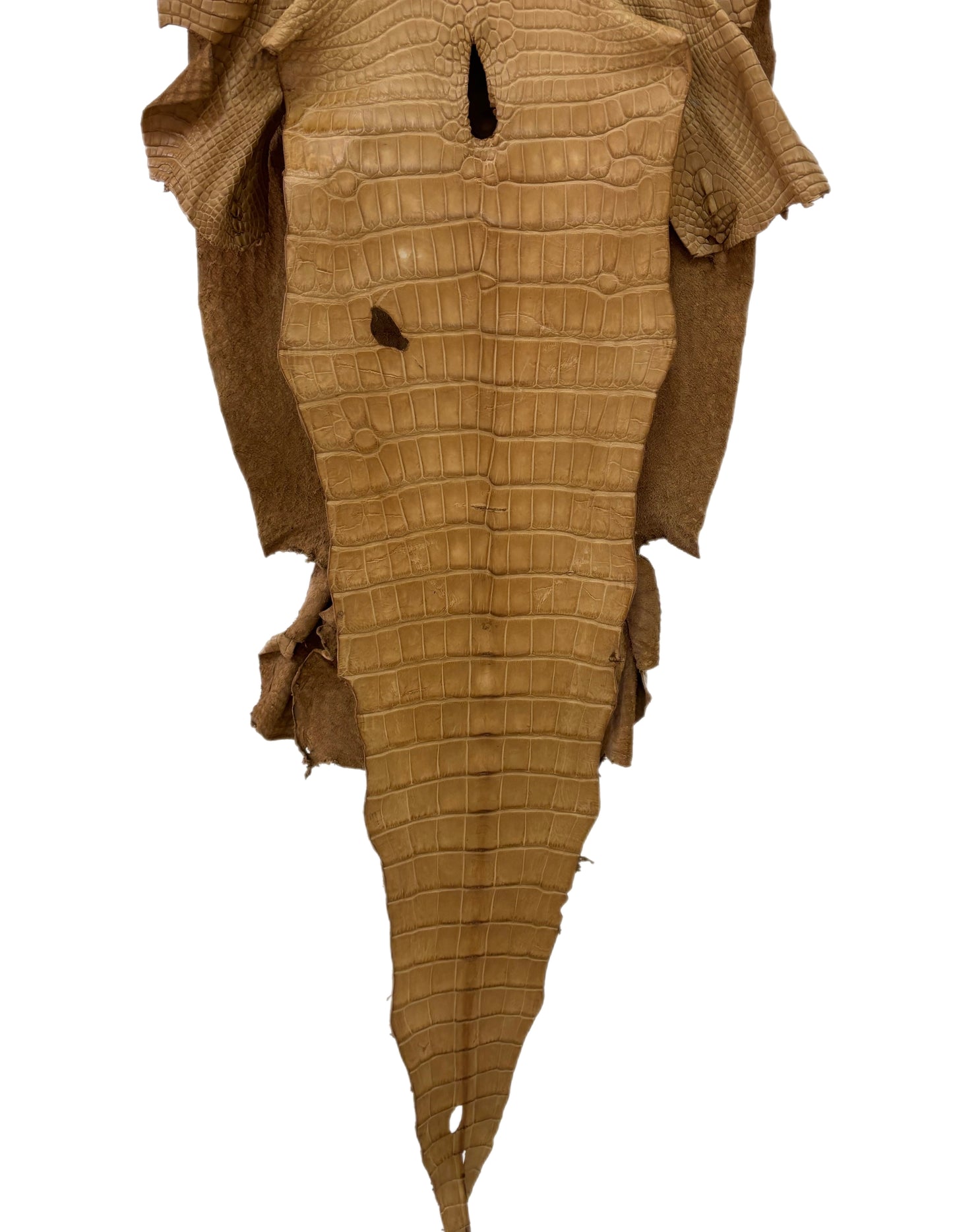 41 cm Grade 2/3 Antique Saddle Matte Wild American Alligator Leather - Tag: LA16-0035541