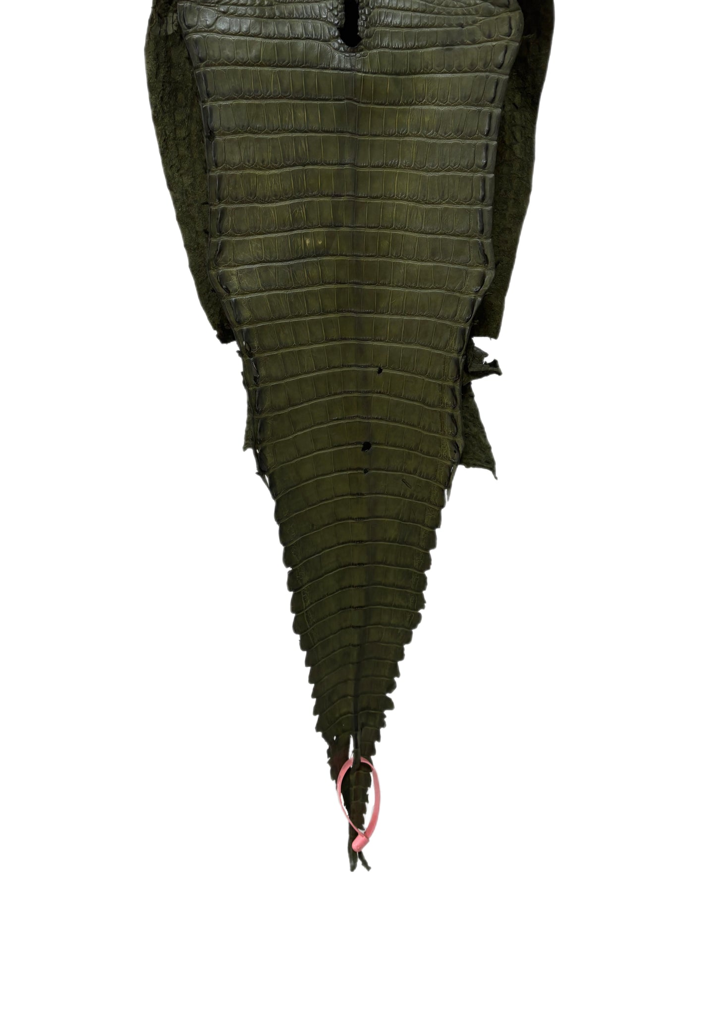 28 cm Grade 2/3 Olive Matte Farm-Raised American Alligator Leather - Tag: FL21-0024530