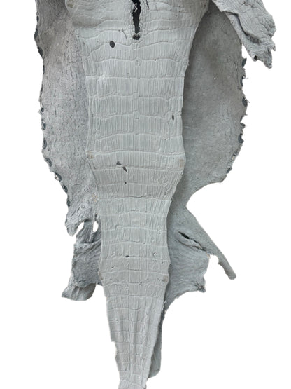 48 cm Grade 4/5 White Crust Wild American Alligator Leather - Tag: LA24-0022538