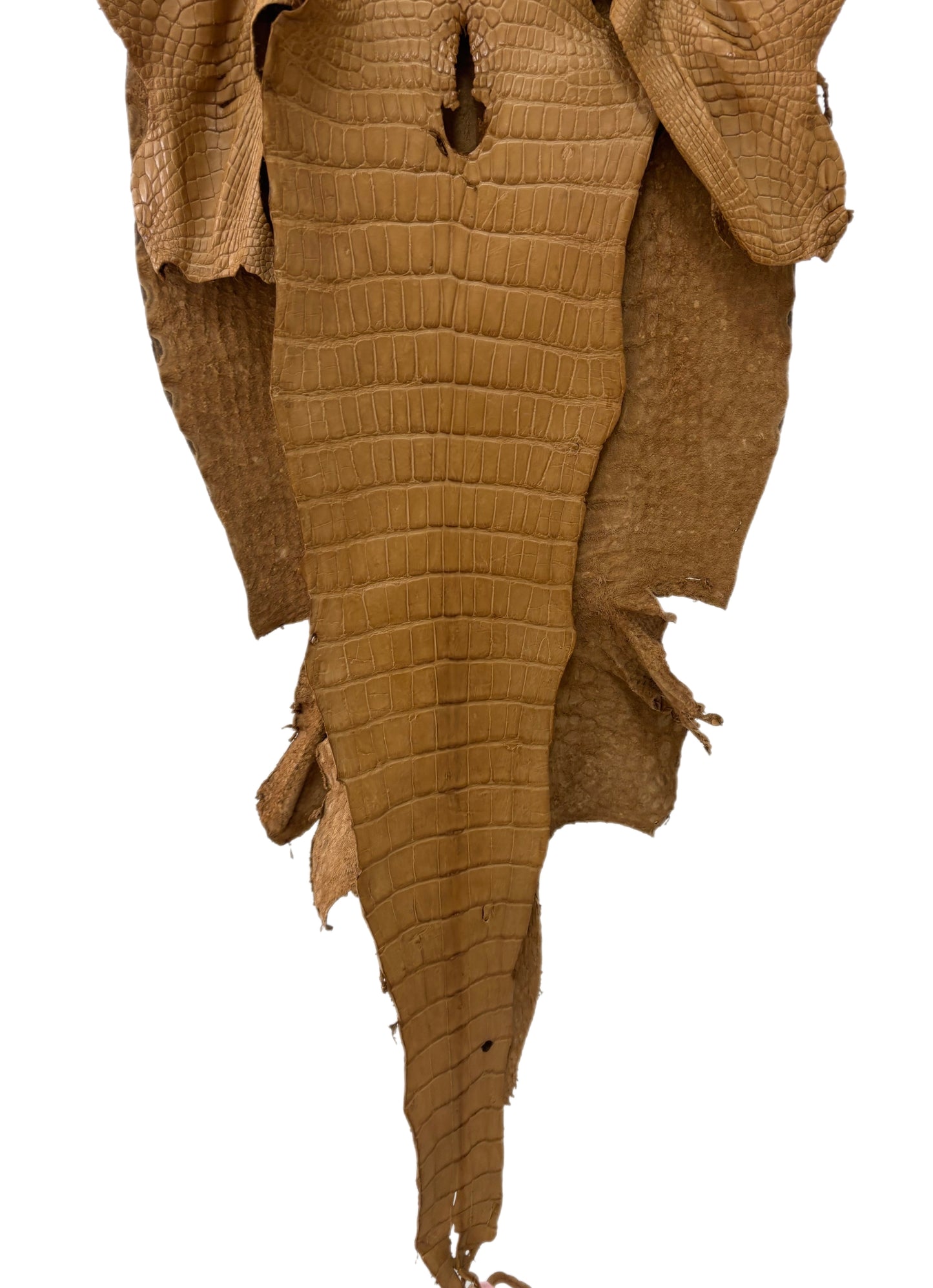 45 cm Grade 3/4 Antique Saddle Matte Wild American Alligator Leather - Tag: LA24-0022927