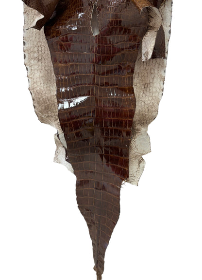 48 cm Grade 4/5 Brown Glazed Wild American Alligator Leather - Tag: LA23-0000185