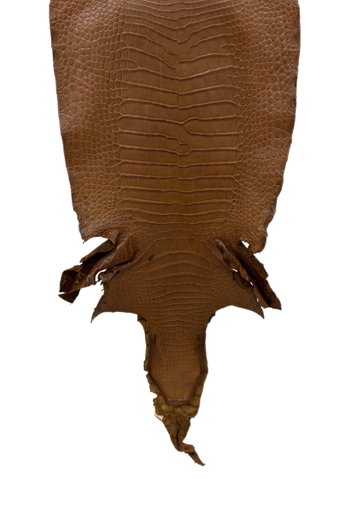 36 cm Grade 2/3 Kango Tabac Matte Wild American Alligator Leather - Tag: LA23-0007187