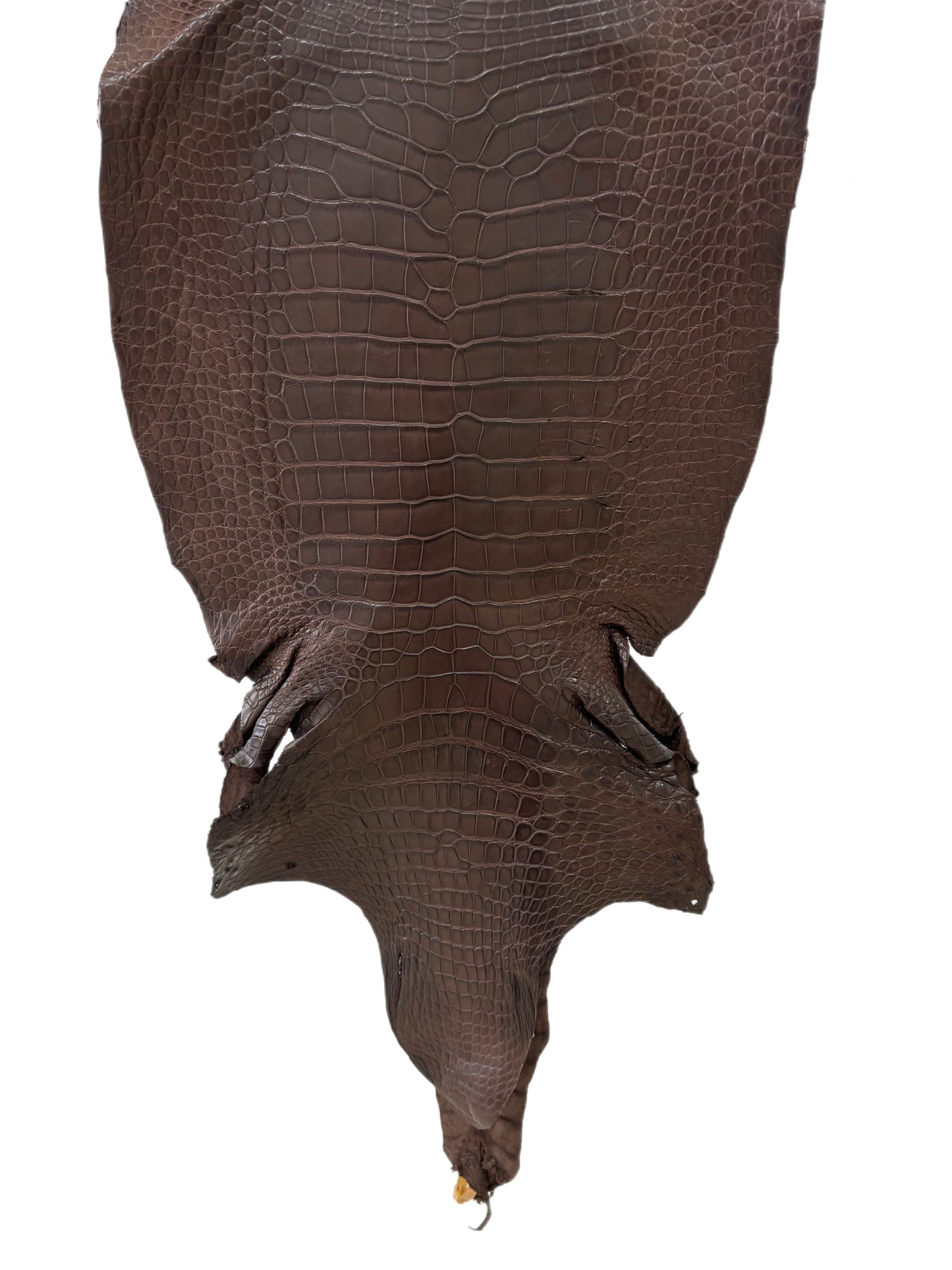 44 cm Grade 2/3 Chocolate Matte Wild American Alligator Leather - Tag: LA23-0015378