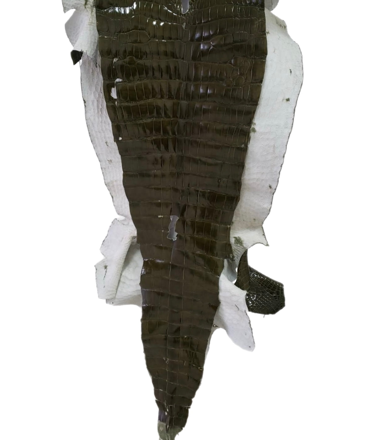 50 cm Grade 3/4 Olive Glazed Wild American Alligator Leather - Tag: LA23-0015041