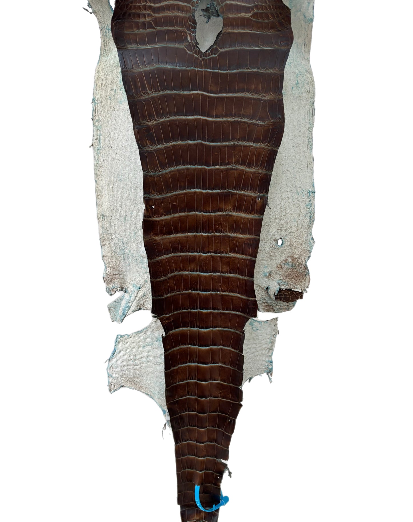 31 cm Grade 2/3 Pacifica Matte Wild American Alligator Leather - Tag: ESRE-0050943