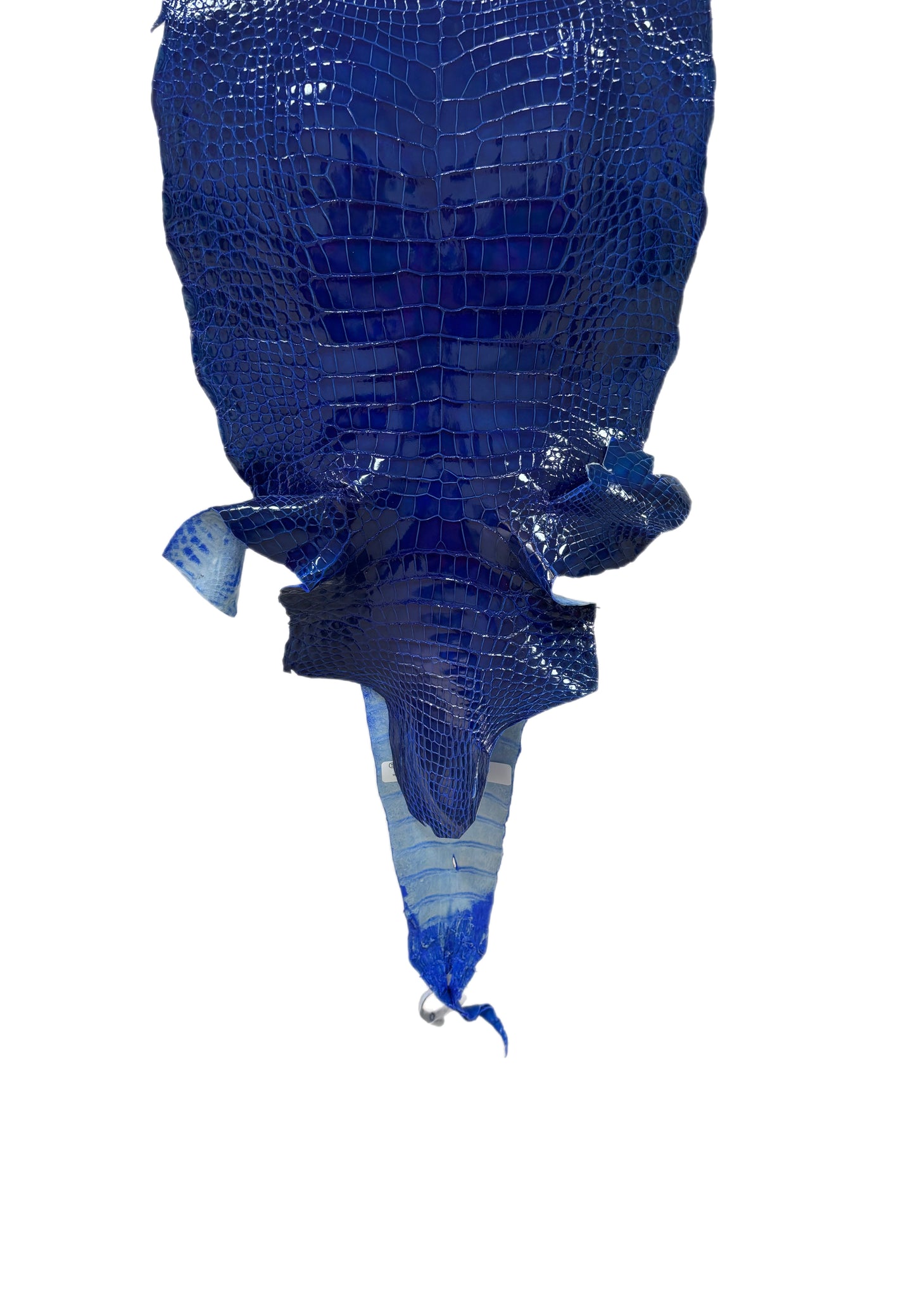 31 cm Grade 2/3 Electric Blue Glazed Wild American Alligator Leather - Tag: LA17-0015724
