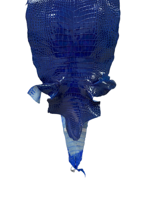 31 cm Grade 2/3 Electric Blue Glazed Wild American Alligator Leather - Tag: LA17-0015724