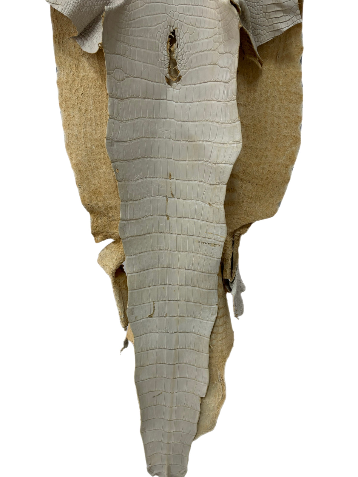47 cm Grade 3/4 Dune Matte Wild American Alligator Leather - Tag: LA25-0010665