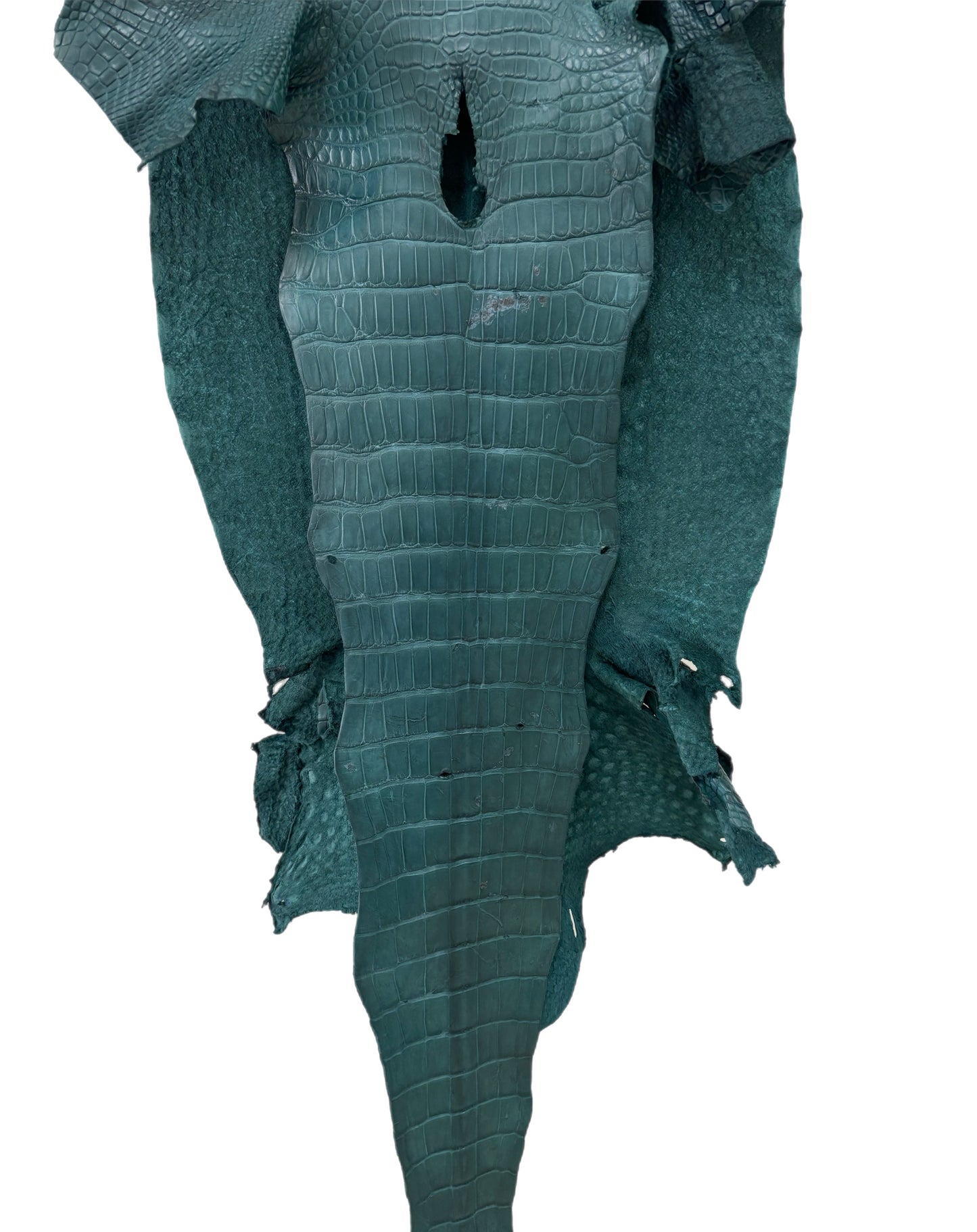 41 cm Grade 3/4 Teal Matte Wild American Alligator Leather - Tag: LA23-0030719