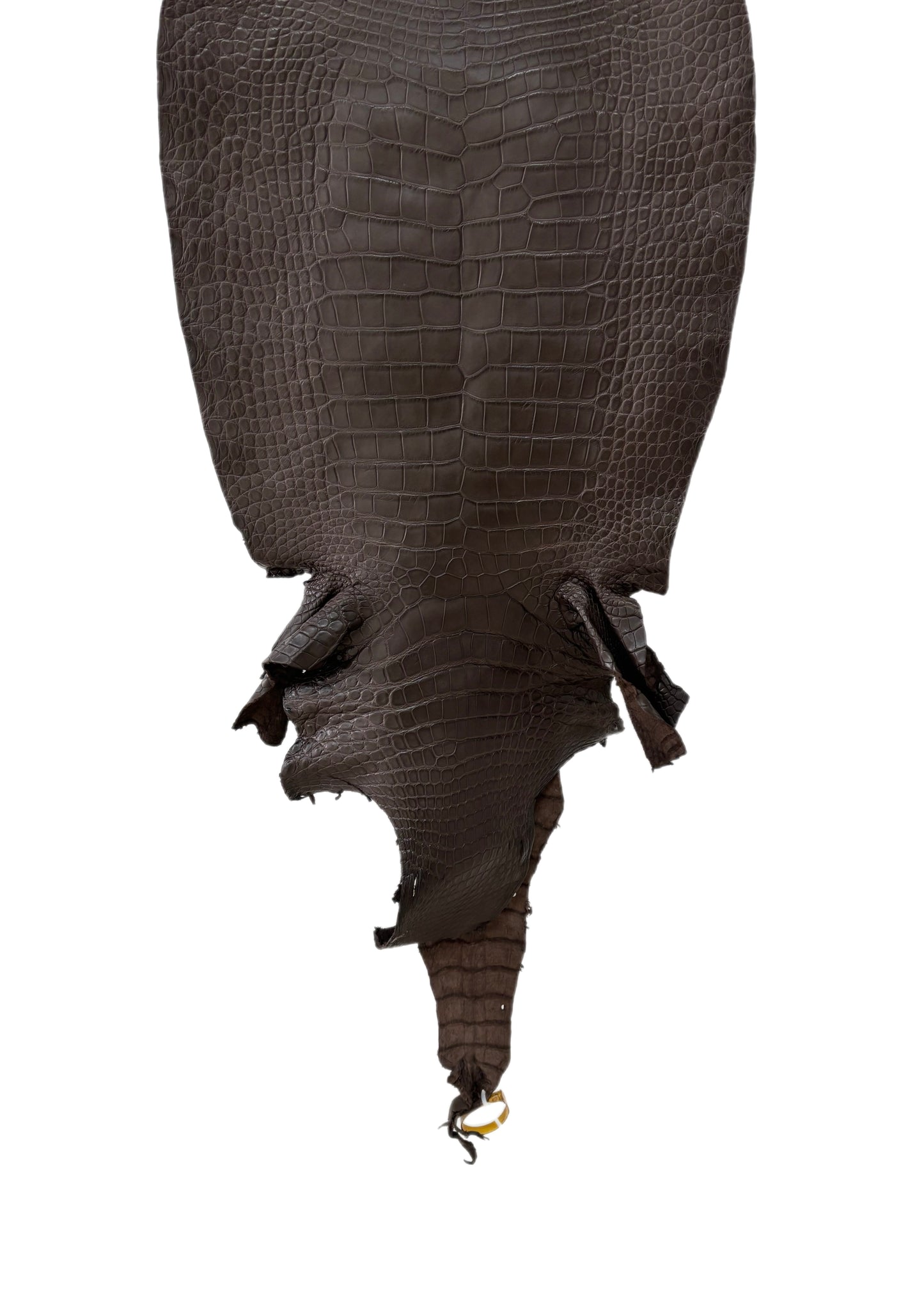 45 cm Grade 3/4 Kralle Brown Matte Wild American Alligator Leather - Tag: LA25-0008458
