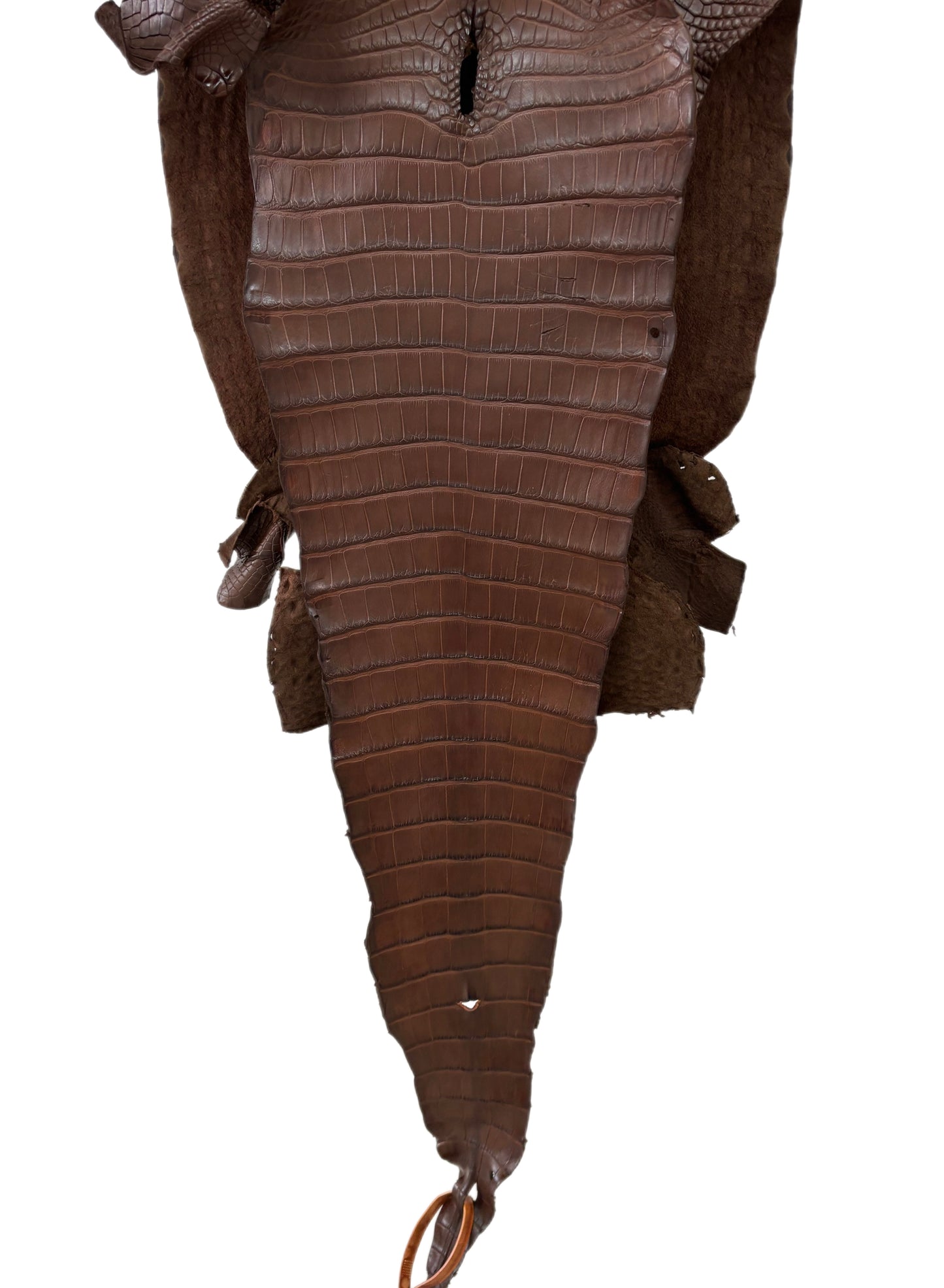 34 cm Grade 1/2 Chocolate Matte Farm-Raised American Alligator Leather - Tag: FL17-0036860