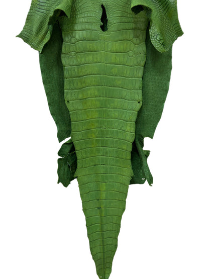 41 cm Grade 3/4 Jungle Green Matte Wild American Alligator Leather - Tag: LA23-0016877