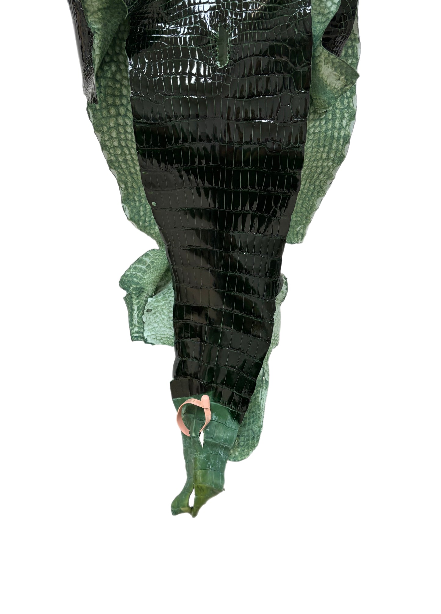 32 cm Grade 1 Forest Green Glazed Wild American Alligator Leather - Tag: LA18-0037663