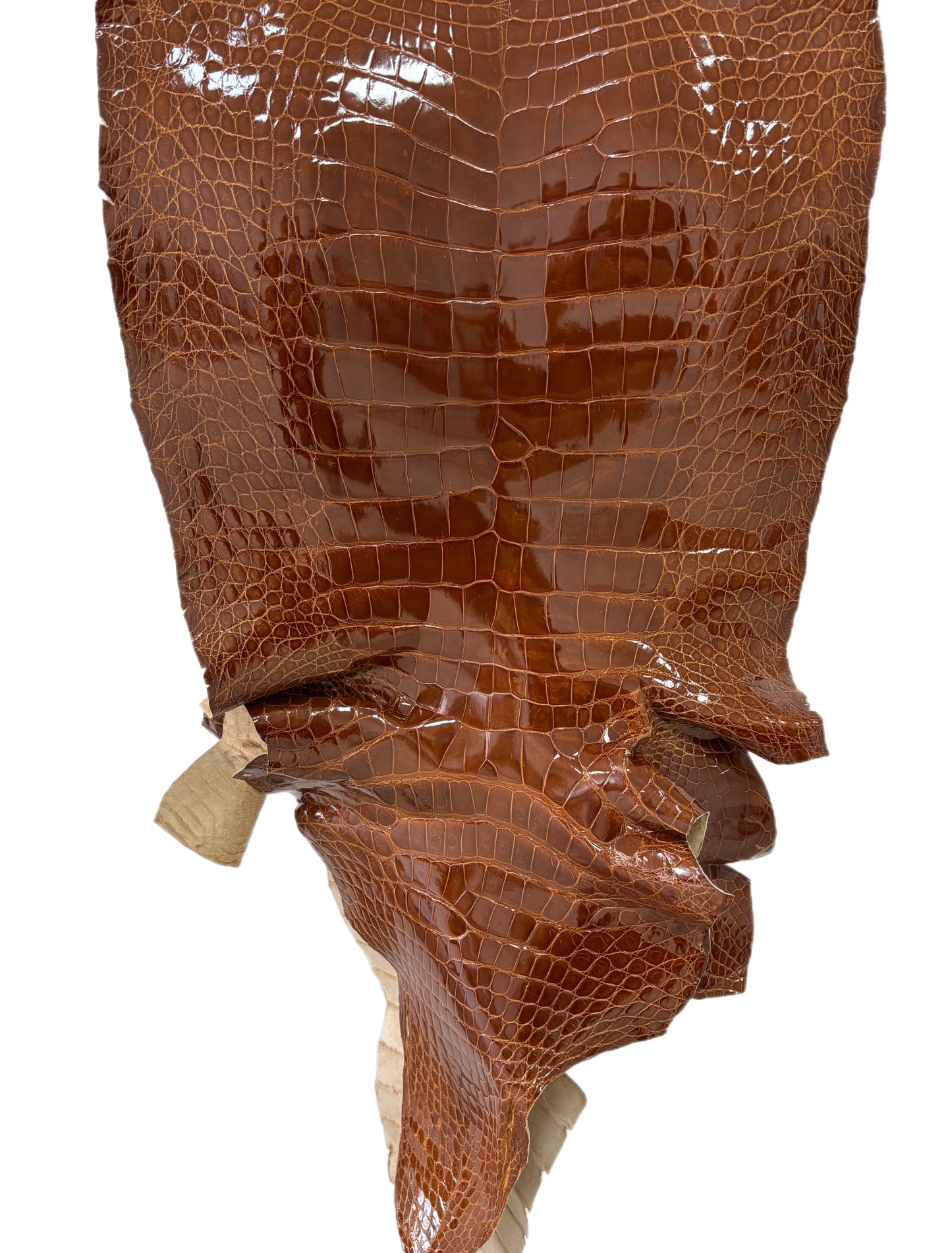 43 cm Grade 2/3 Cognac Glazed Wild American Alligator Leather - Tag: ITCC-0539962