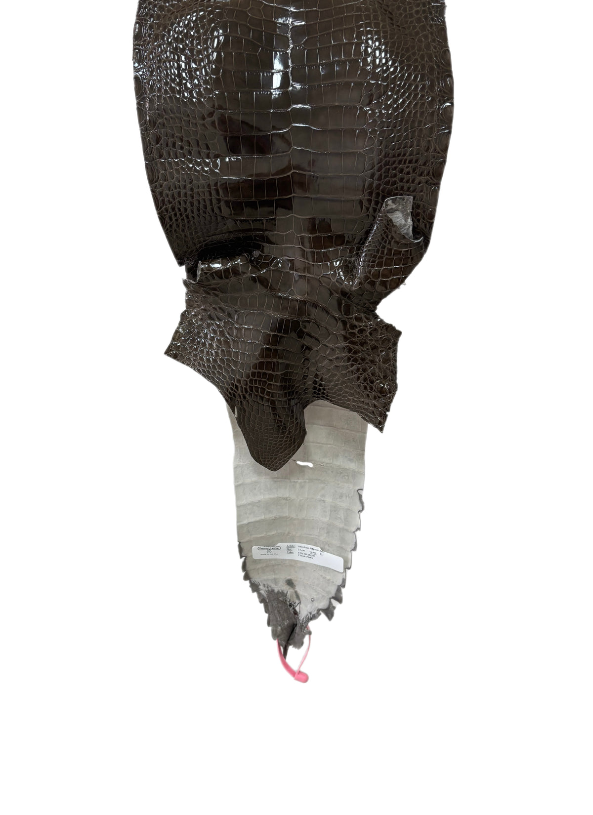 24 cm Grade 1/2 Cocoa Glazed Farm-Raised American Alligator Leather - Tag: FL21-0024427
