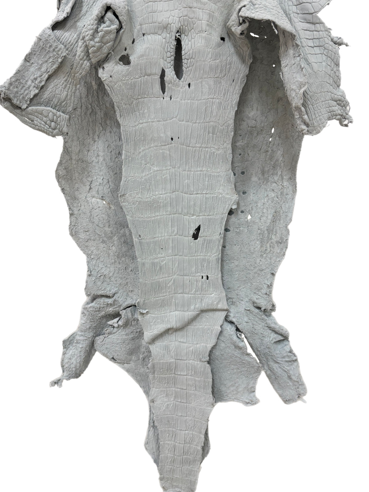 48 cm Grade 4/5 White Crust Wild American Alligator Leather - Tag: LA23-0022842