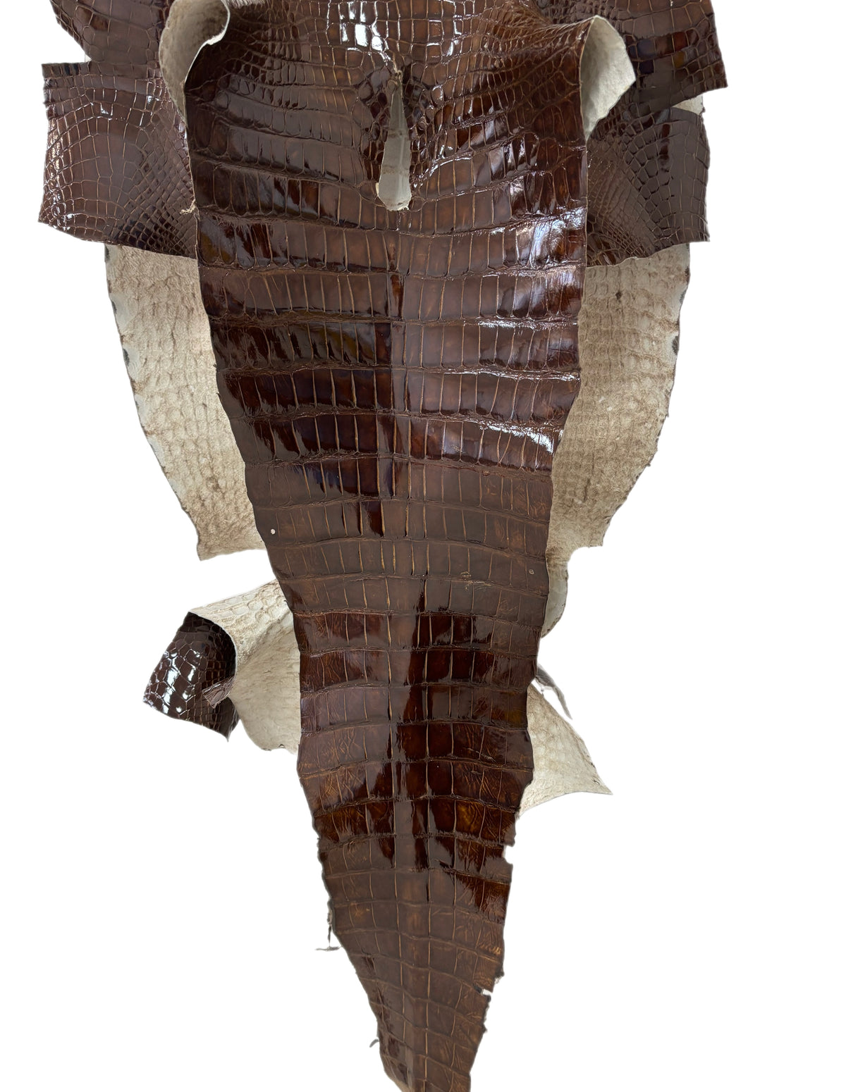 53 cm Grade 3/4 Brown Glazed Wild American Alligator Leather - Tag: LA23-0019760