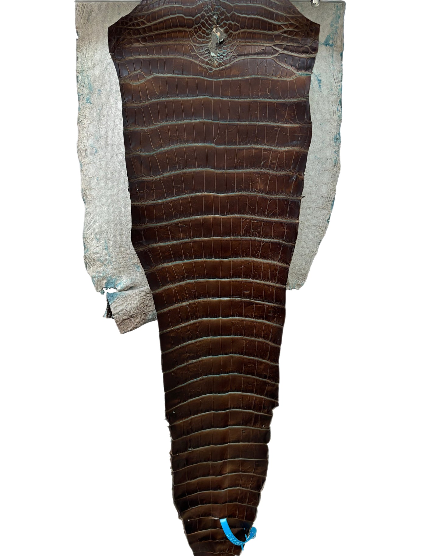 30 cm Grade 2/3 Pacifica Matte Wild American Alligator Leather - Tag: ESRE-0050925