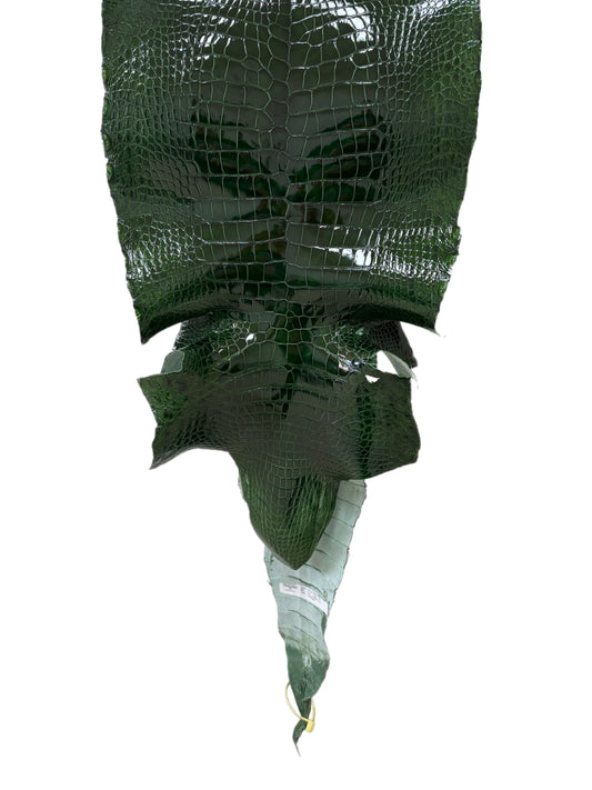 40 cm Grade 2/3 Forest Green Glazed Wild American Alligator Leather - Tag: LA16-0026697