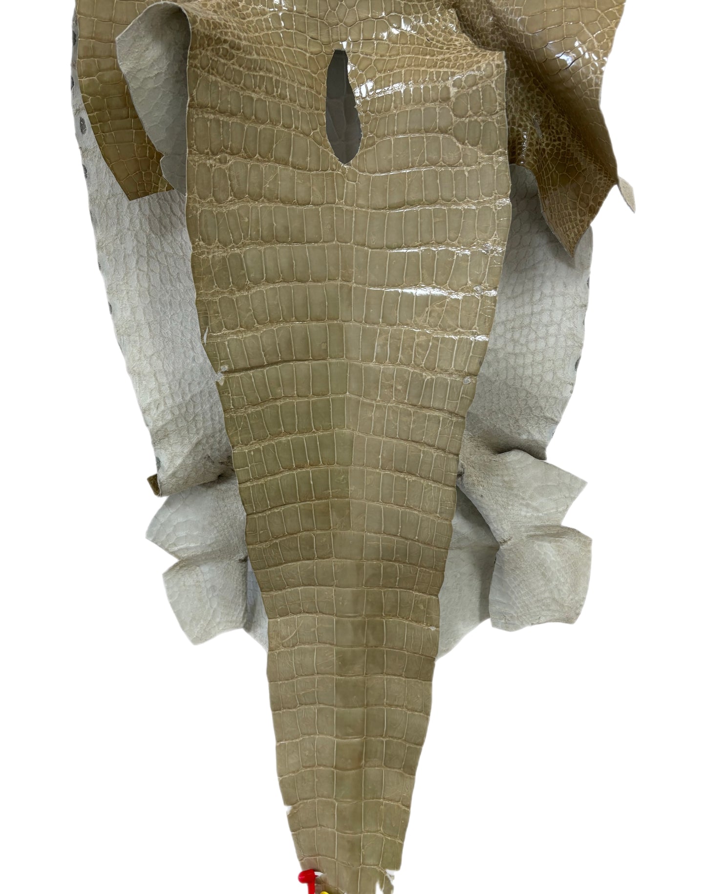 42 cm Grade 4/5 Ash Glazed Wild American Alligator Leather - Tag: ITCC-0539969