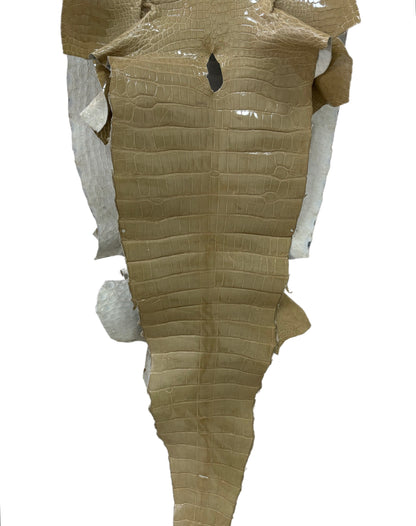 43 cm Grade 3/4 Ash Glazed Wild American Alligator Leather - Tag: ITCC-0539968