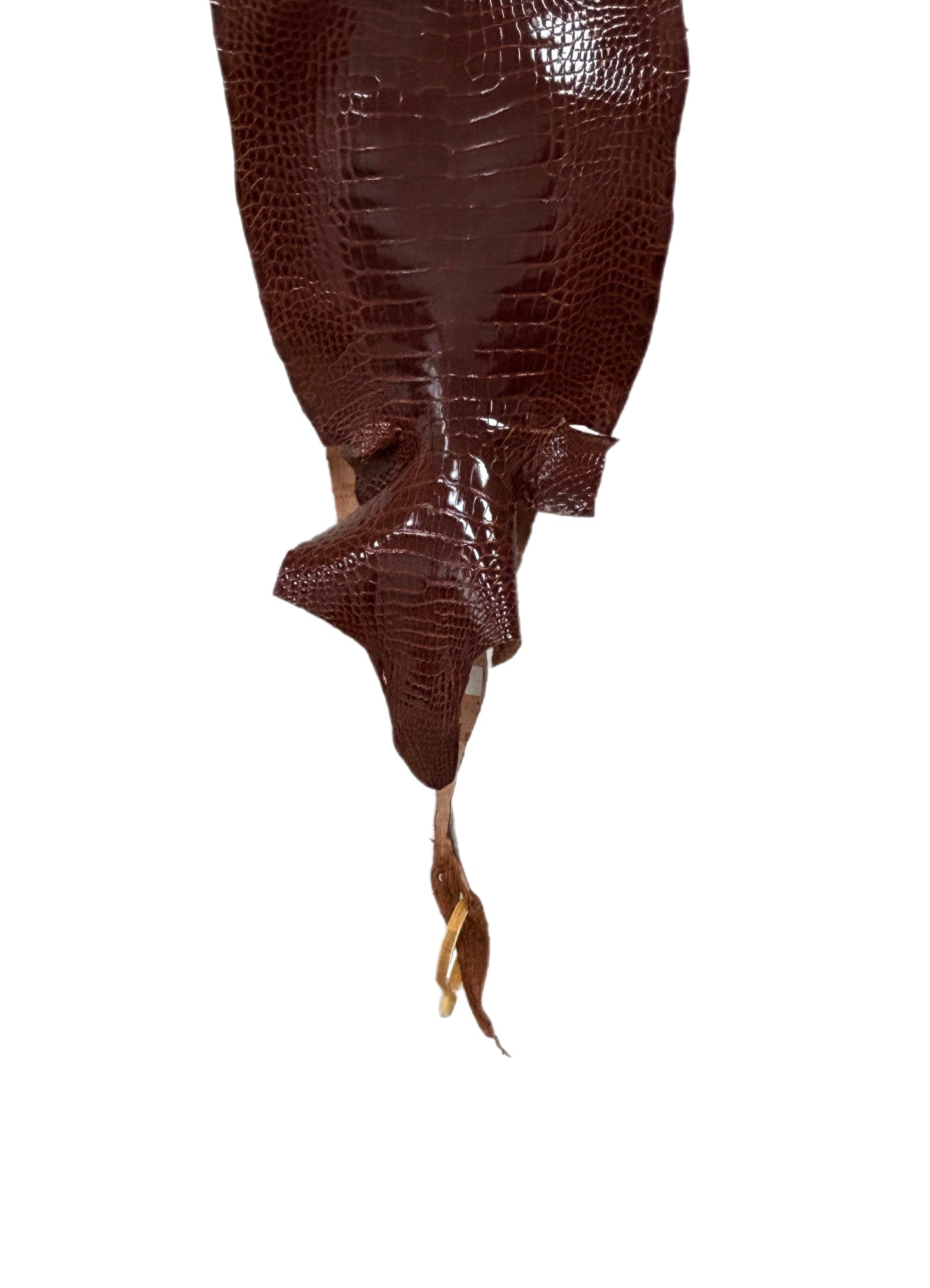 22 cm Grade 2/3 Peanut Glazed Farm-Raised American Alligator Leather - Tag: LA17-0133559