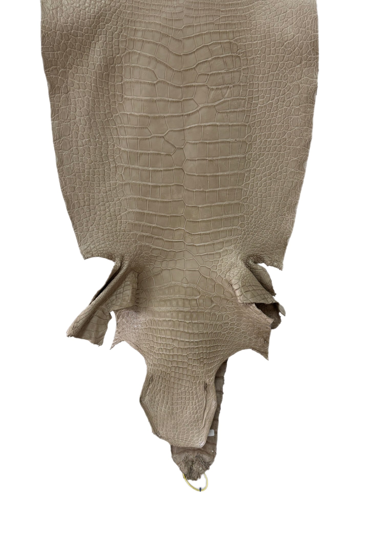47 cm Grade 3/4 Oatmeal Matte Wild American Alligator Leather - Tag: LA25-0009833
