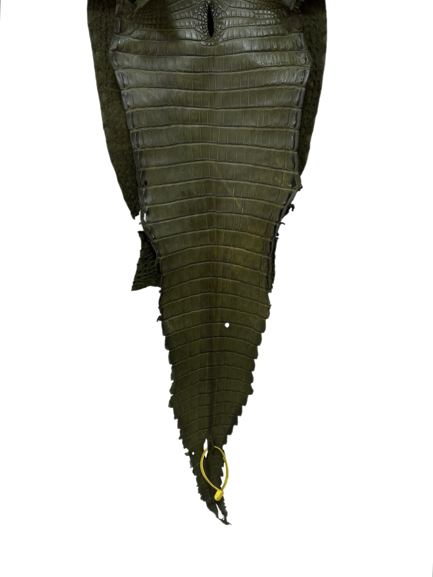 30 cm Grade 2/3 Olive Matte Farm-Raised American Alligator Leather - Tag: FL22-0030376