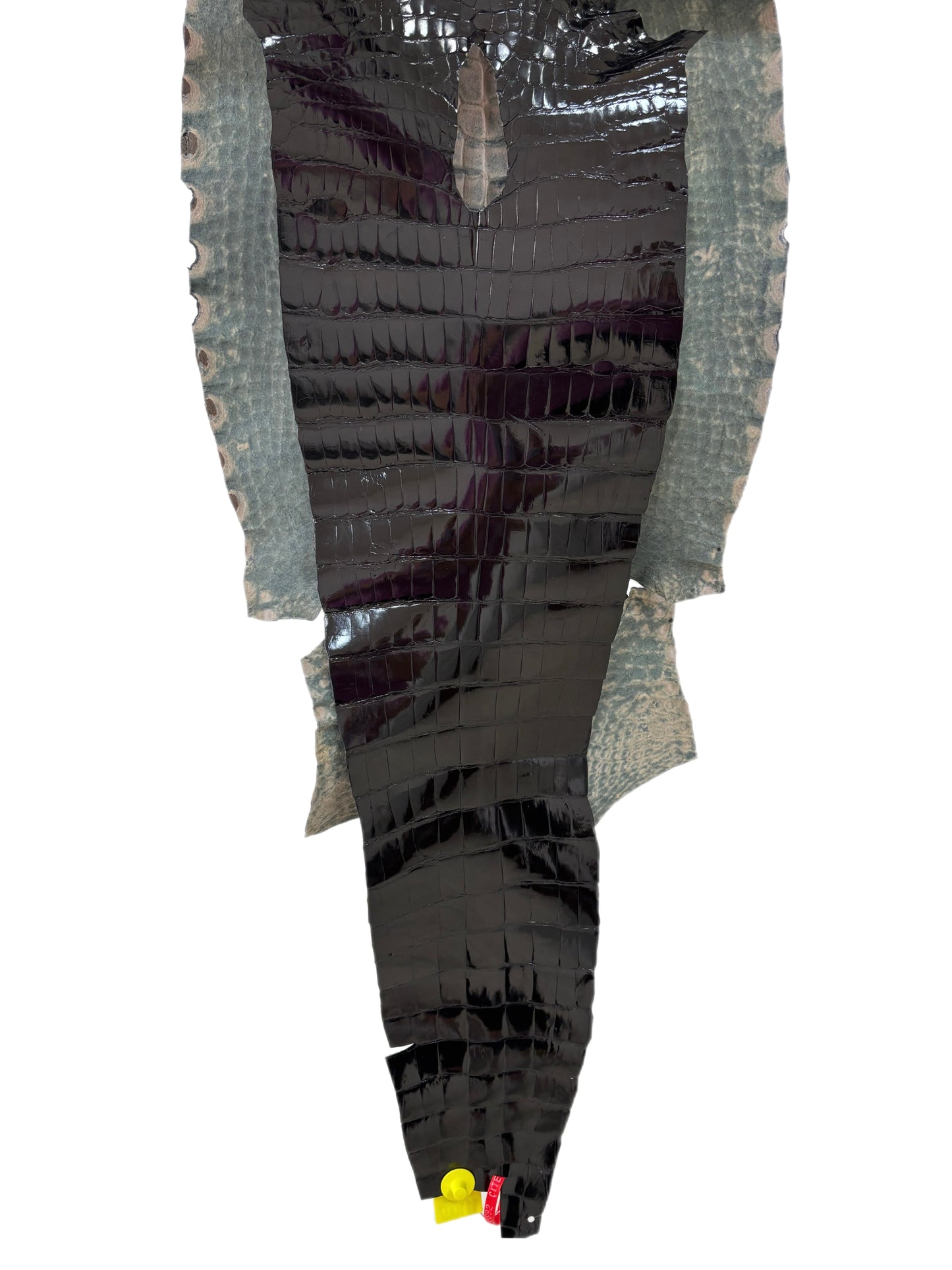 39 cm Grade 2/3 Black Glazed Wild American Alligator Leather - Tag: ITCC-0539898