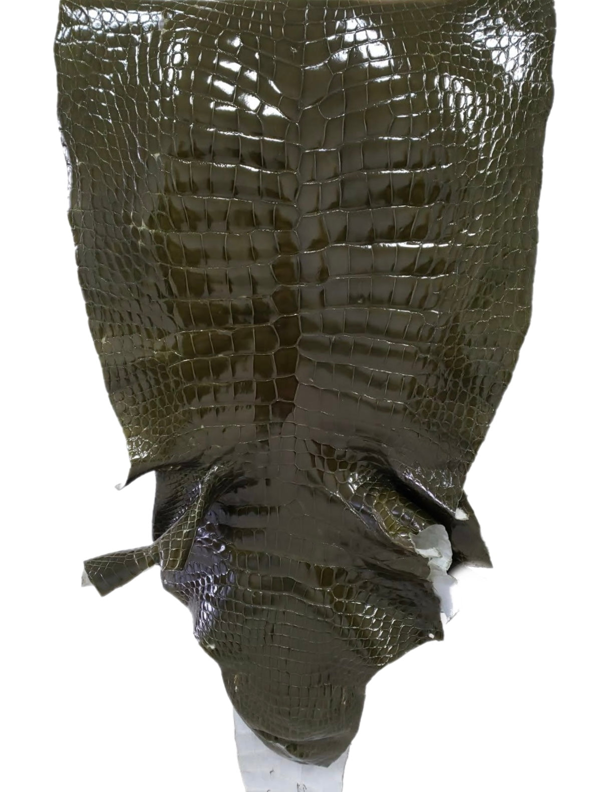 50 cm Grade 3/4 Olive Glazed Wild American Alligator Leather - Tag: LA23-0015041