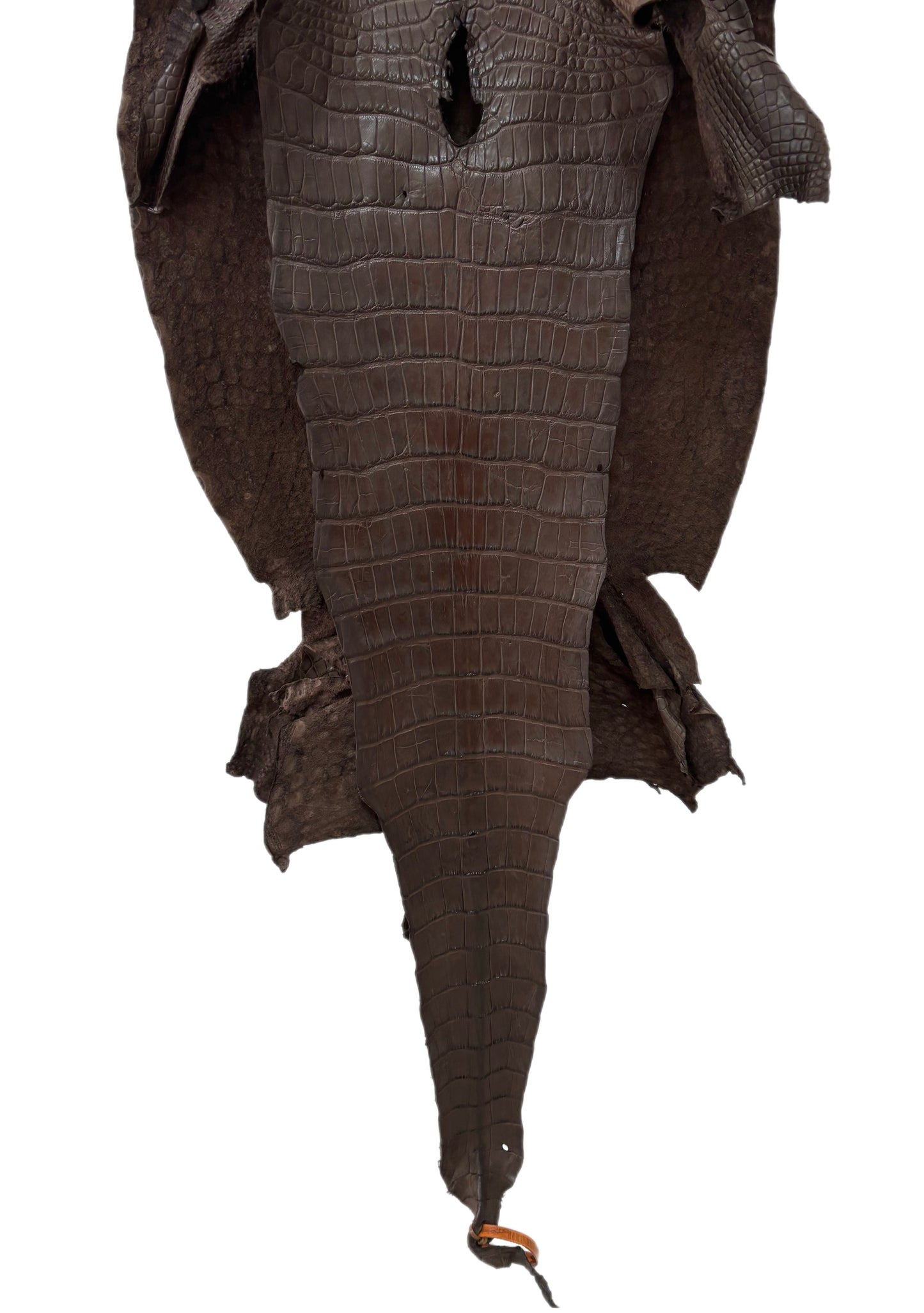 45 cm Grade 3/4 Dark Chocolate Matte Wild American Alligator Leather - Tag: LA24-0034016