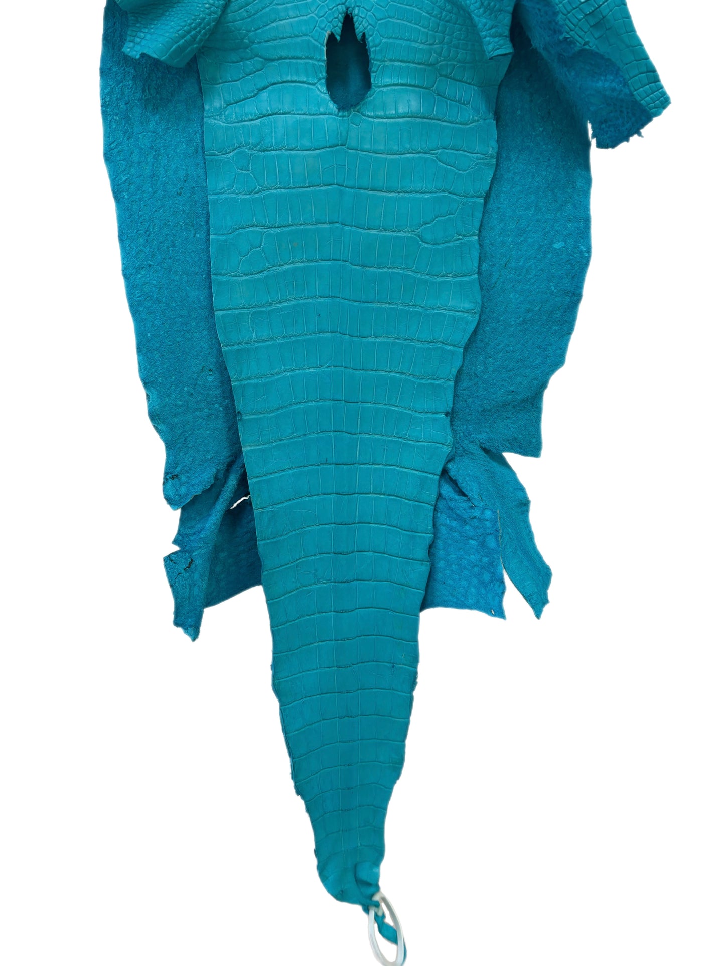 43 cm Grade 3/4 Turquoise Matte Wild American Alligator Leather - Tag: LA23-0005526