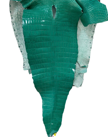 51 cm Grade 2/3 Tiffany Blue Glazed Wild American Alligator Leather - Tag: FL14-0003648