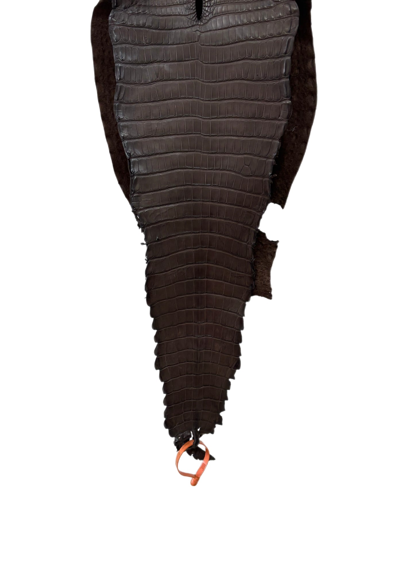 26 cm Grade 2/3 Chocolate Matte Farm-Raised American Alligator Leather - Tag: FL21-0025109