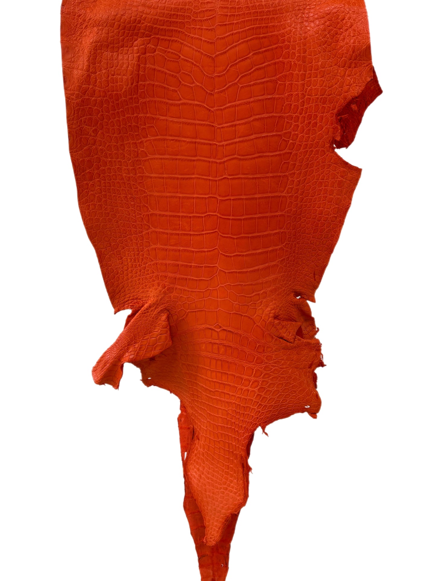 41 cm Grade 3/4 Orange Matte Wild American Alligator Leather - Tag: LA23-0003797